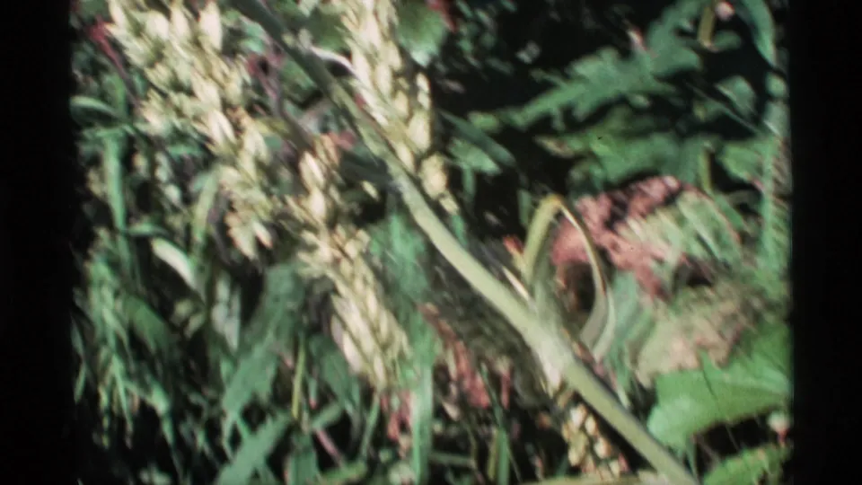 1977 Alaska 8mm frame with a pale budded plant stem angled across green leaves and shaded forest-floor growth.