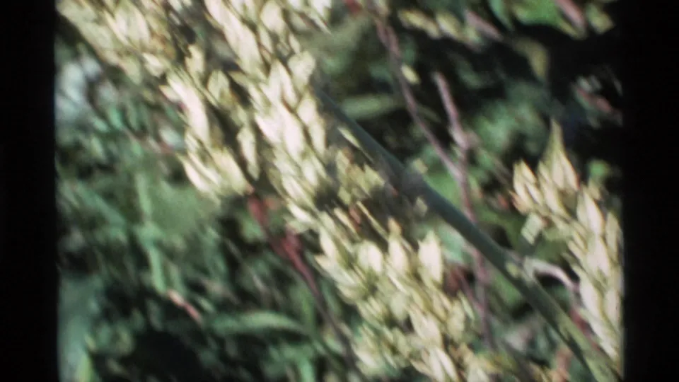1977 Alaska 8mm frame showing pale clustered buds in soft focus with green leaves and darker foliage behind.