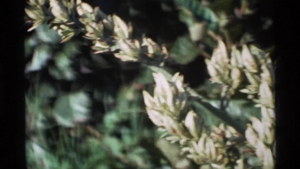 1977 Alaska 8mm frame of pale clustered buds on a diagonal stem, backed by dark green leaves and shallow-focus foliage.