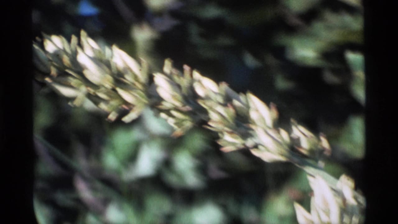 1977 Alaska 8mm frame showing pale garden flower clusters in close-up against blurred green foliage.