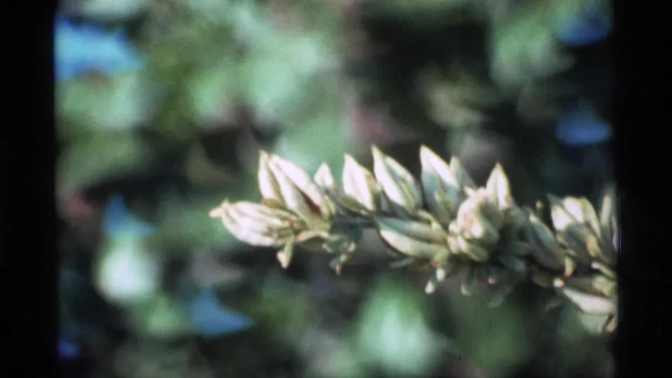 1977 Alaska 8mm close-up of a white flower cluster framed against soft green garden foliage.