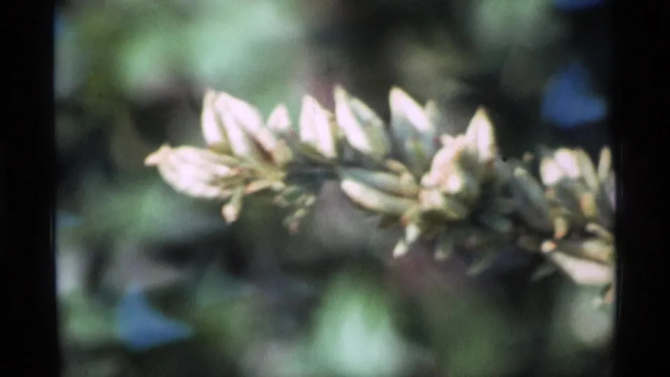 1977 Alaska 8mm frame of pale blossoms in close focus with green foliage behind them.