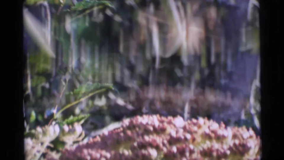1977 Alaska 8mm frame showing garden stems, green leaves, and a pale flower head near the bottom edge.