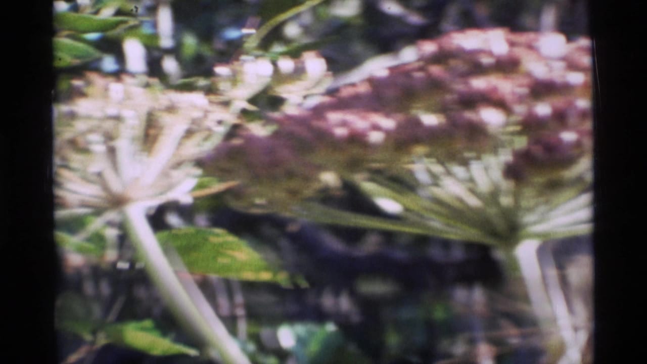 1977 Alaska 8mm frame showing soft-focus wildflower heads, purple blooms, stems, and foliage within dark film borders.