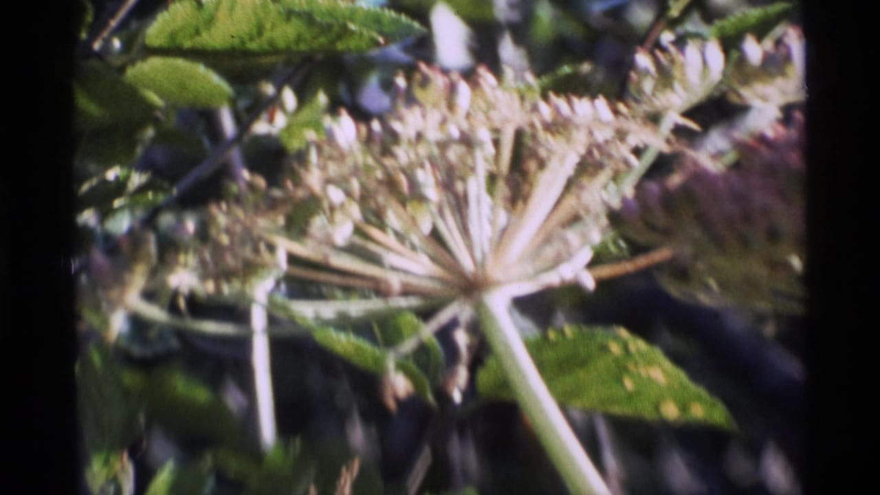 Umbrella-shaped flower cluster with pale stems and green foliage behind it.