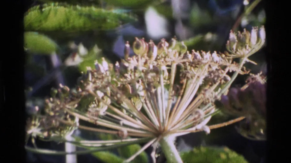 1977 Alaska 8mm frame showing a bright wildflower cluster with radiating stems, leafy growth, and soft archival film grain.