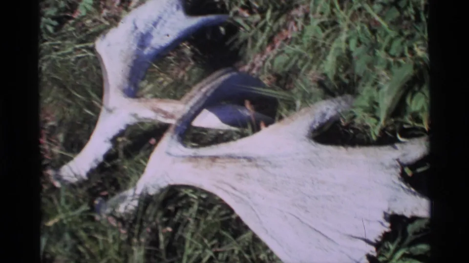 1977 Alaska 8mm frame showing a weathered antler or bone resting on grass amid low vegetation.