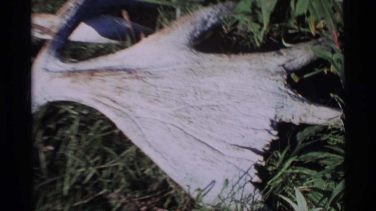 1977 Alaska 8mm frame showing a weathered antler or skull bone among green grass and foliage.