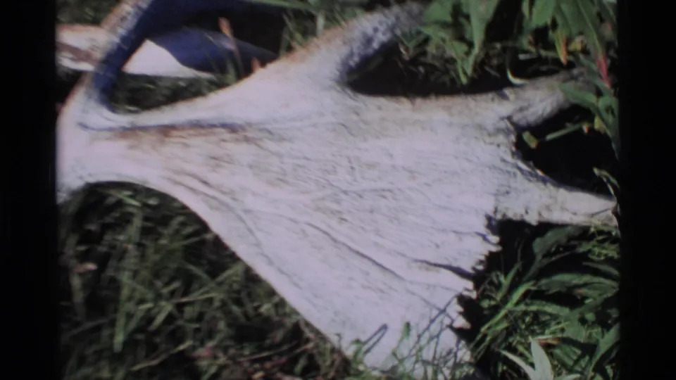 1977 Alaska 8mm frame showing a weathered antler or skull bone among green grass and foliage.