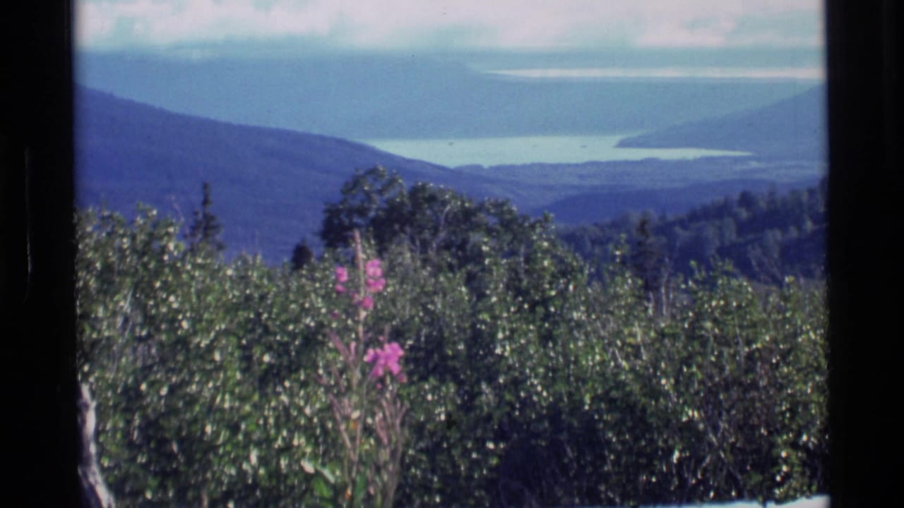 Forested hillside with pink wildflowers overlooking a distant lake and mountains.