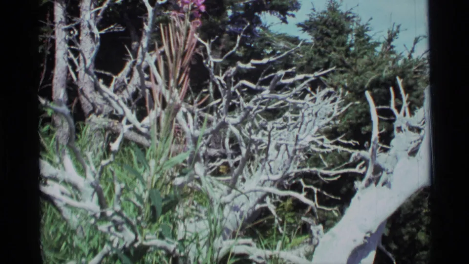 Close 1977 8mm view of weathered pale branches, green shrubs, and dark evergreen woodland in Alaska.