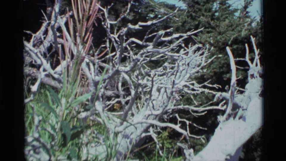 1977 Alaska home-movie frame showing tangled bleached branches, leafy plants, and evergreen background growth.