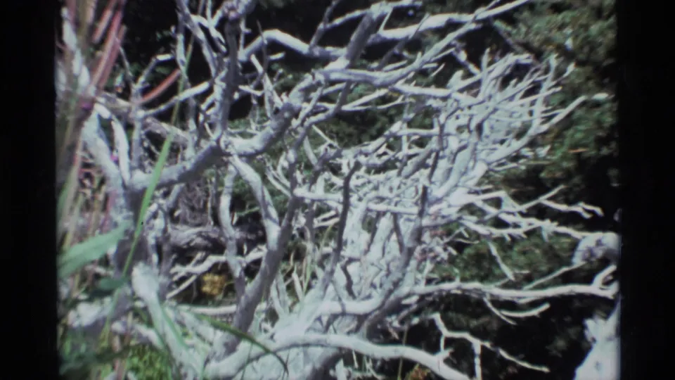 1977 8mm Alaskan woodland detail with white weathered branches crossing a dark evergreen background.