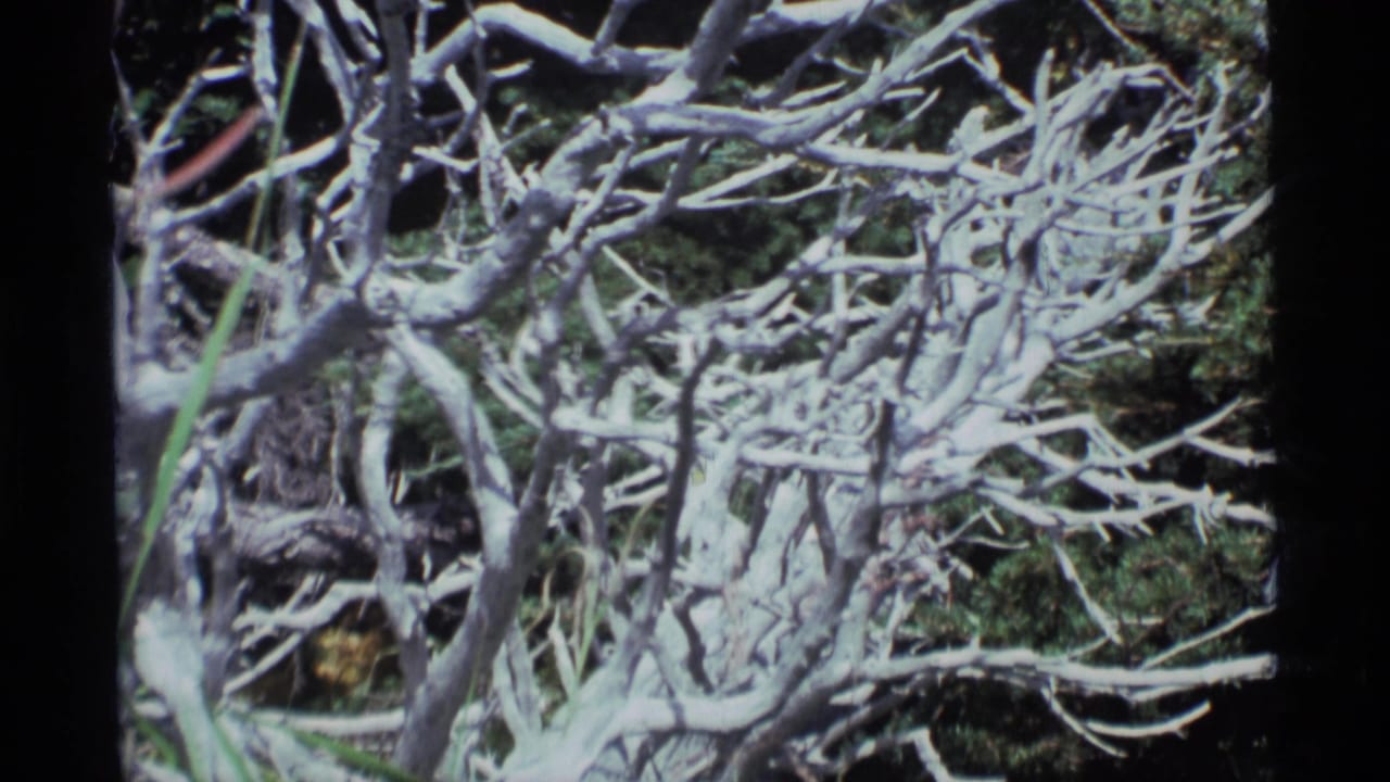 Pale bare branches tangled against a dark forest background.