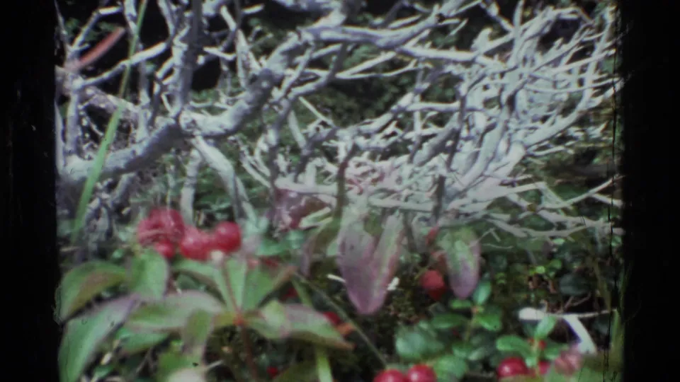 1977 Alaska 8mm frame with red berries and green foliage below a tangle of pale woodland branches.