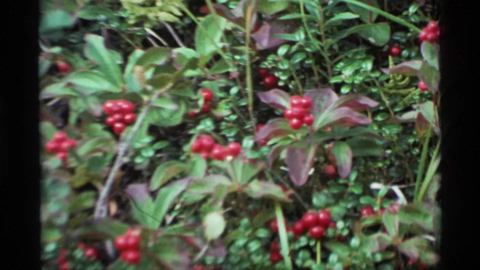 1977 Alaska 8mm close view of red berry clusters set among green ground cover and purplish leaves.