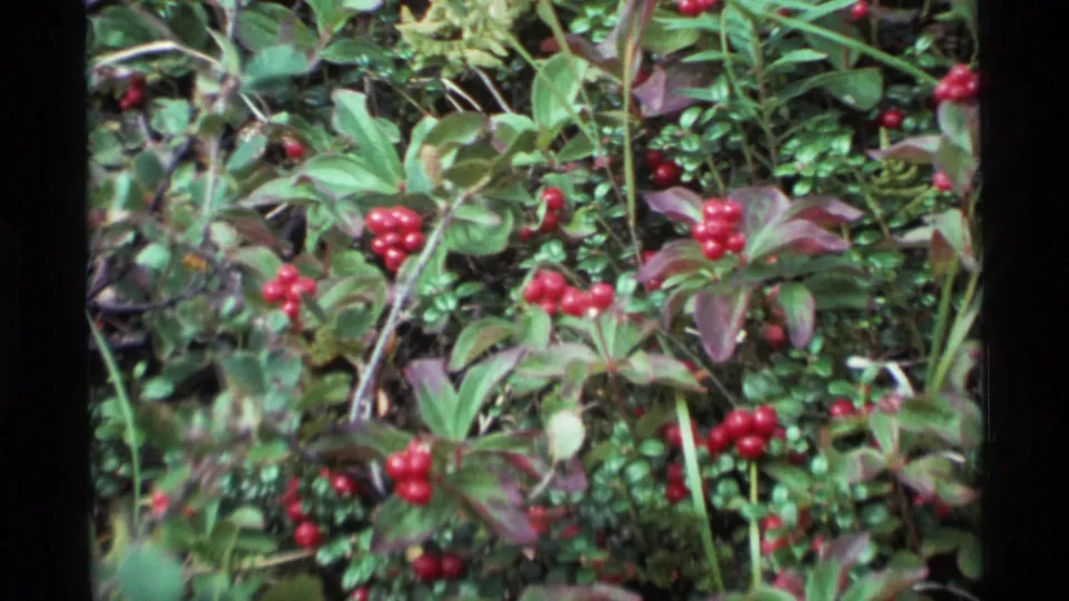 1977 Alaska 8mm frame showing multiple red berry clusters across low green woodland foliage.