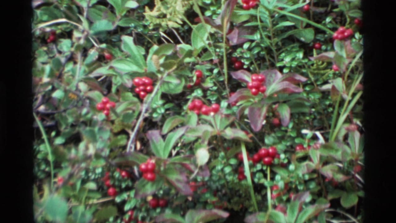 Red berry clusters among green shrubs and leaves.