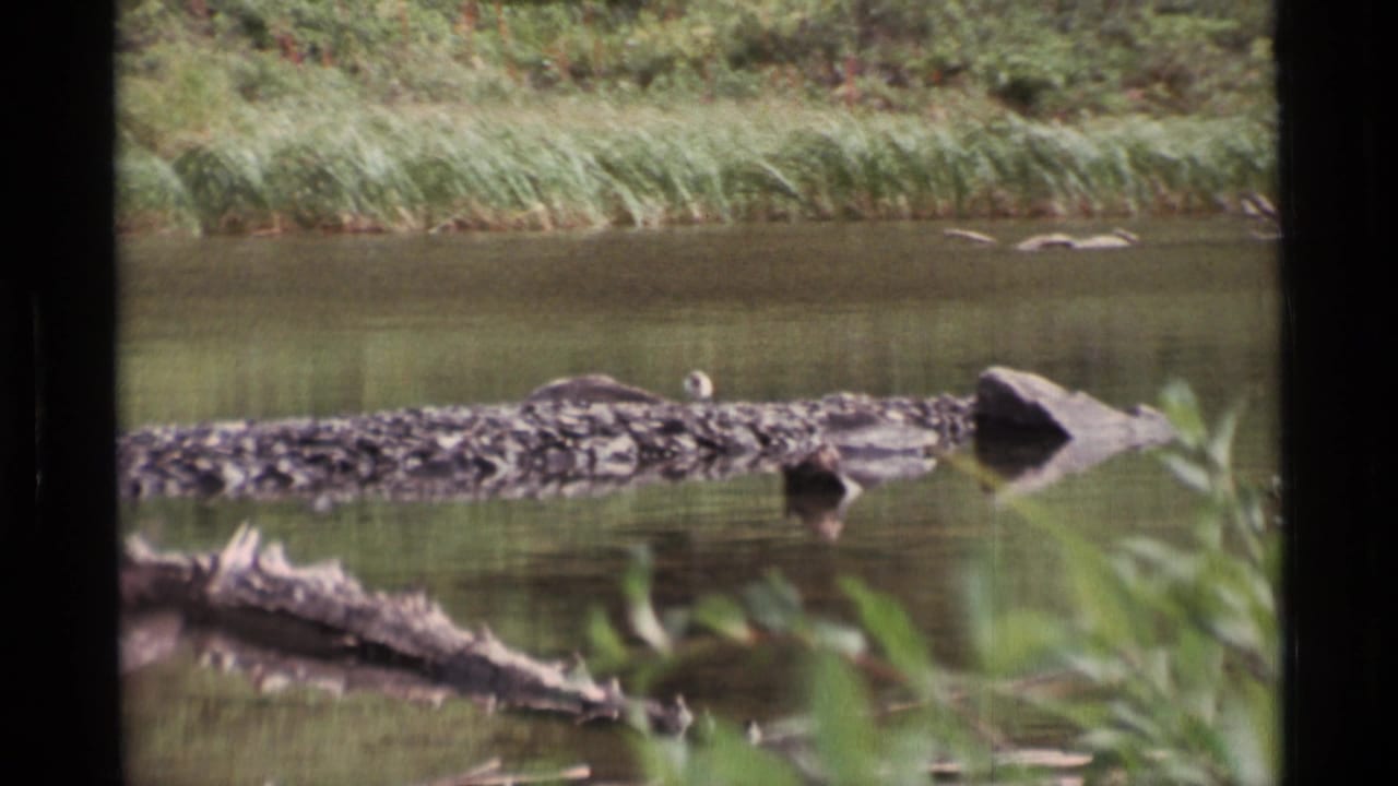 1977 Alaska 8mm frame showing a small bird on a floating moss-covered log in a quiet river, with grasses and shoreline vegetation behind it.
