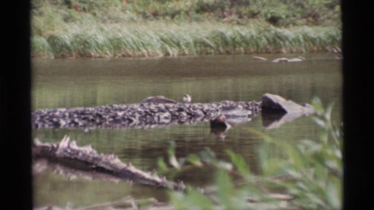 Bird remains on the log as calm water reflects grass and rocks near the riverbank.