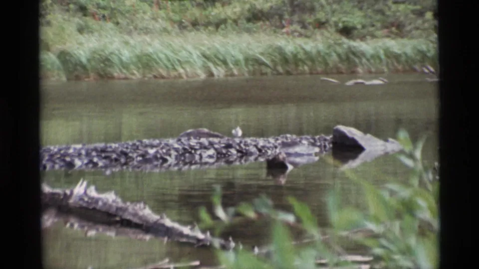 Final 1977 Alaska frame of the bird perched on the mossy log beside a rock, surrounded by calm water and soft green shoreline vegetation.