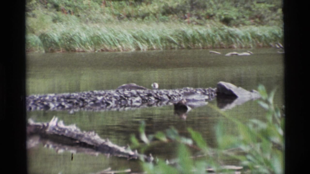 1977 Alaska 8mm frame showing a still creek, a long weathered log, dense reeds, and blurred vegetation near the water.