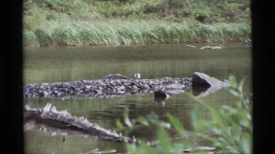 1977 Alaska 8mm frame showing a still creek, a long weathered log, dense reeds, and blurred vegetation near the water.