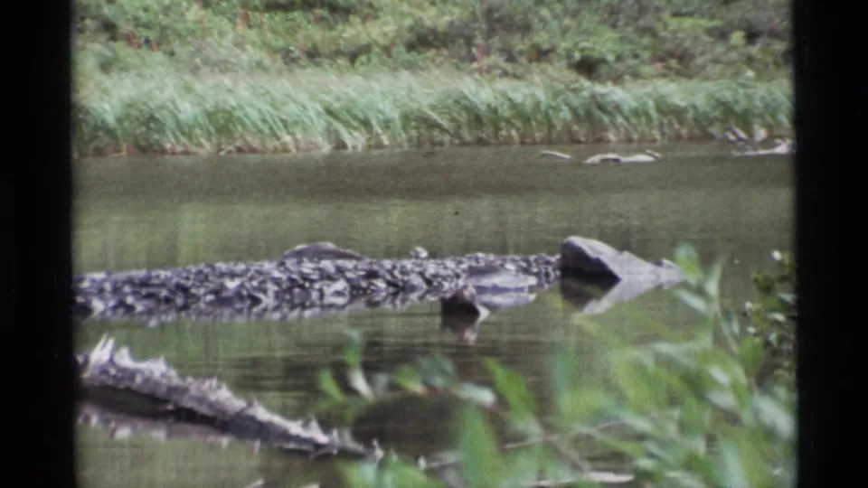 1977 Alaska home-movie frame with a long log across calm creek water, reed beds on the far bank, and soft brush in the foreground.
