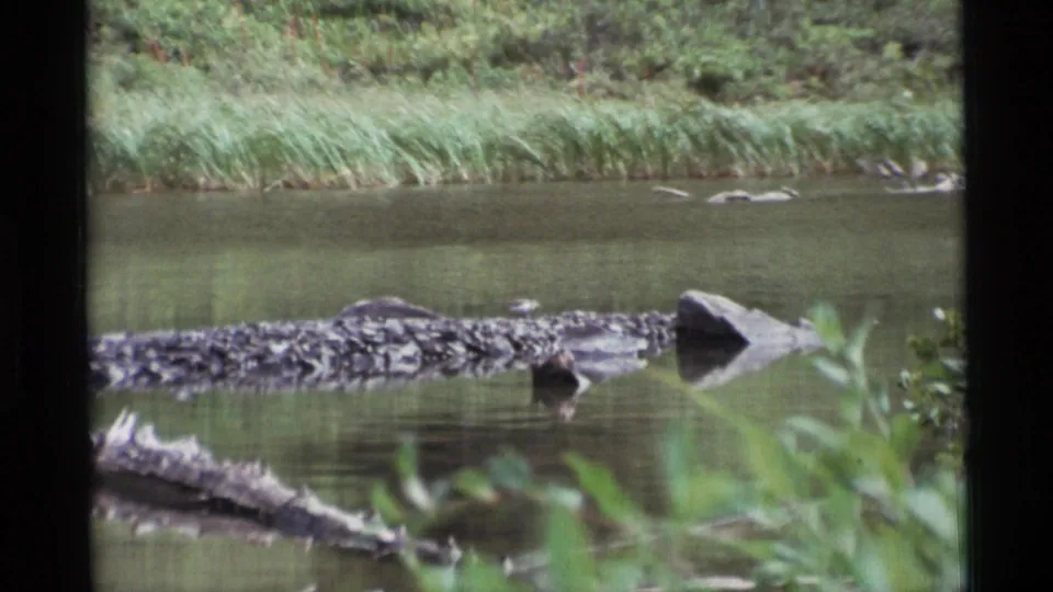 1977 Alaska home-movie frame showing a quiet wetland creek, a long weathered log, green reeds, and muted 8mm color.