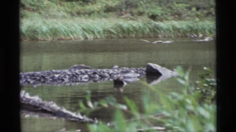 1977 Alaska 8mm frame showing a calm river, exposed rocks or driftwood, and green vegetation along the bank.