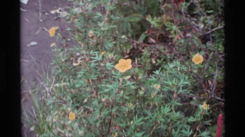 1977 Alaska 8mm frame showing yellow wildflowers and green low plants beside exposed soil or a narrow path edge.