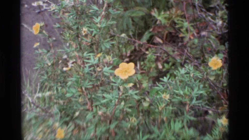 1977 Alaska 8mm frame showing multiple yellow wildflowers among dense low vegetation, with soil visible along the left edge.