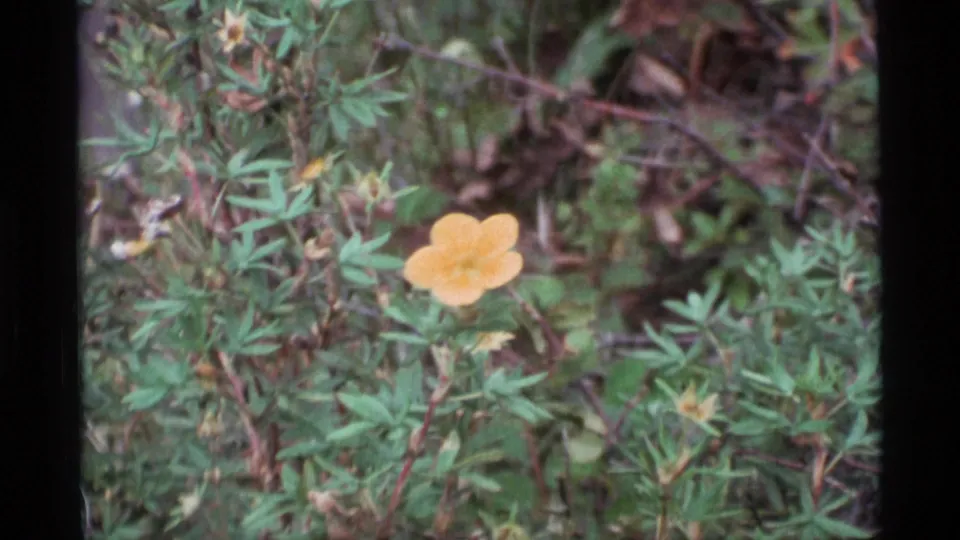 1977 Alaska 8mm frame with a close-up yellow wildflower in green foliage, shot with soft handheld home-movie focus.