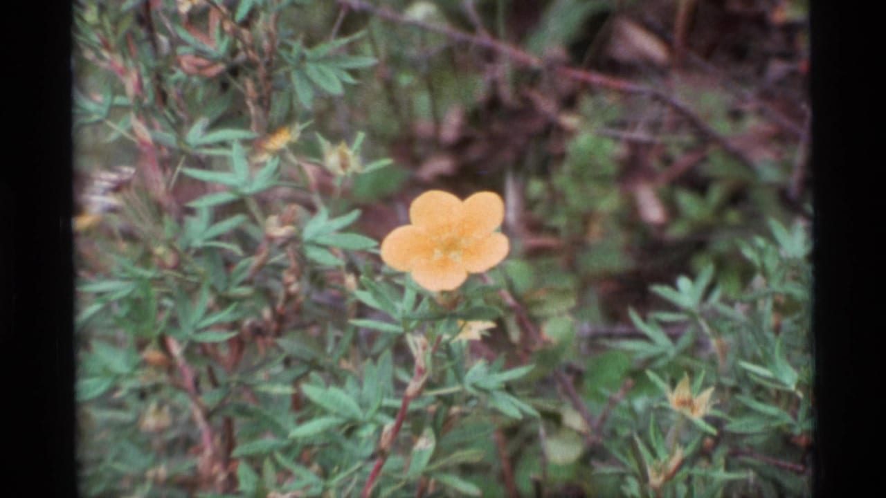 Close 1977 Alaska 8mm view of a yellow buttercup-like flower surrounded by green foliage and soft forest-floor background.