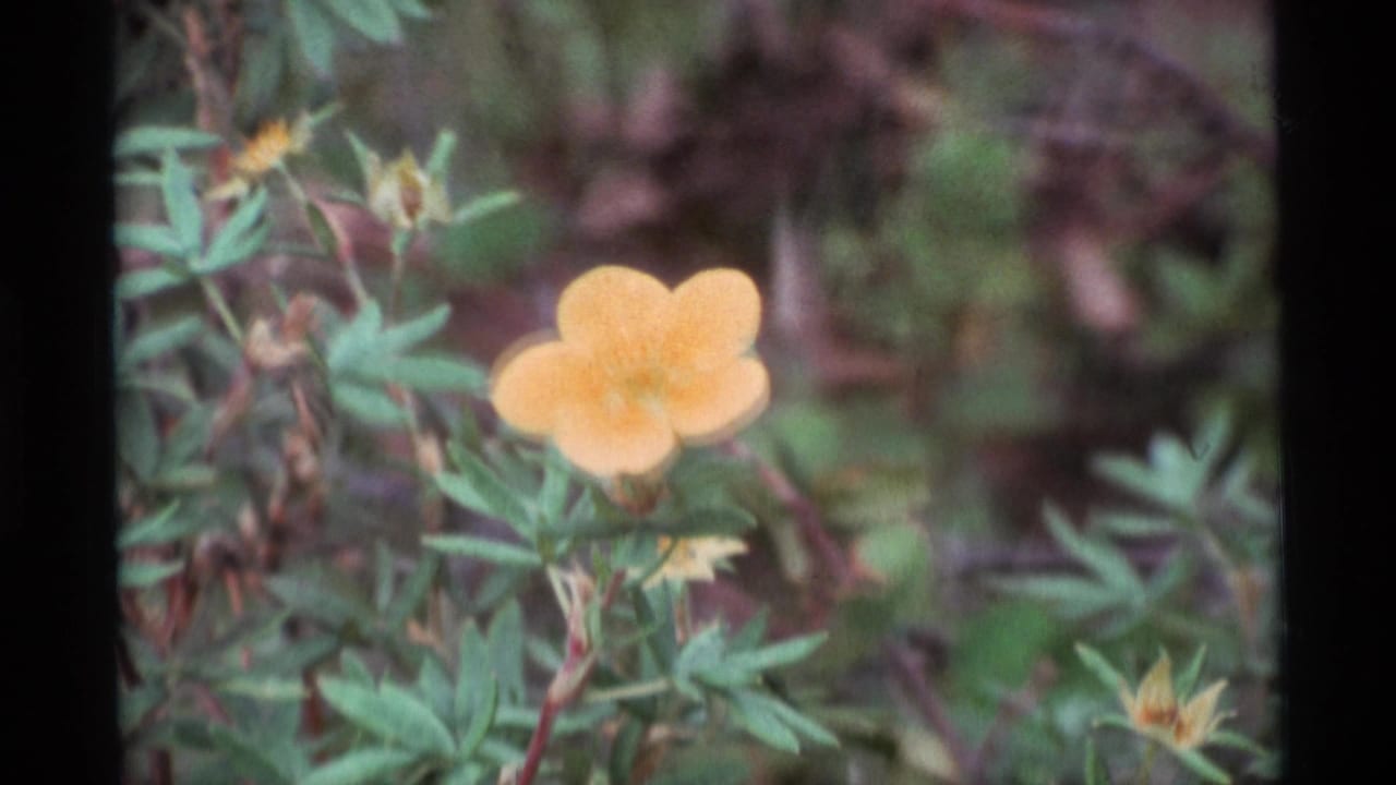 Yellow flower in soft focus beside green leaves and buds.