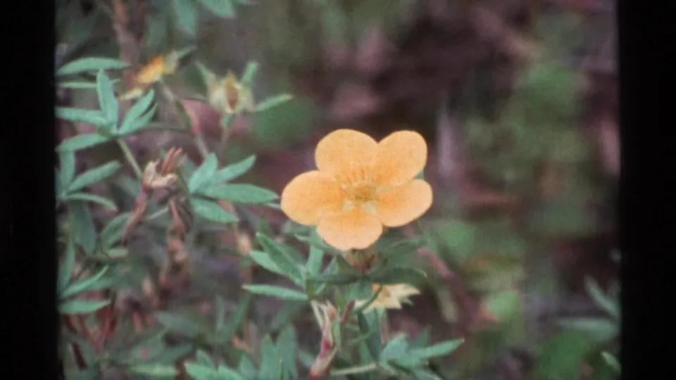 Close 8mm frame of a yellow wildflower in Alaska, with nearby buds, narrow leaves, and muted foliage behind it.