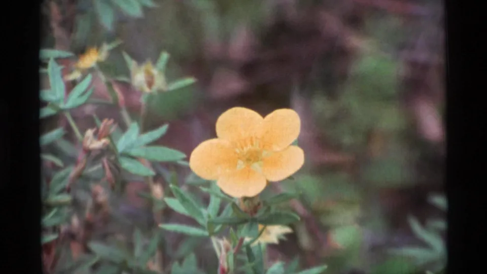 Final 1977 Alaska 8mm still of a yellow buttercup-like flower framed by green leaves, stems, and soft natural ground cover.
