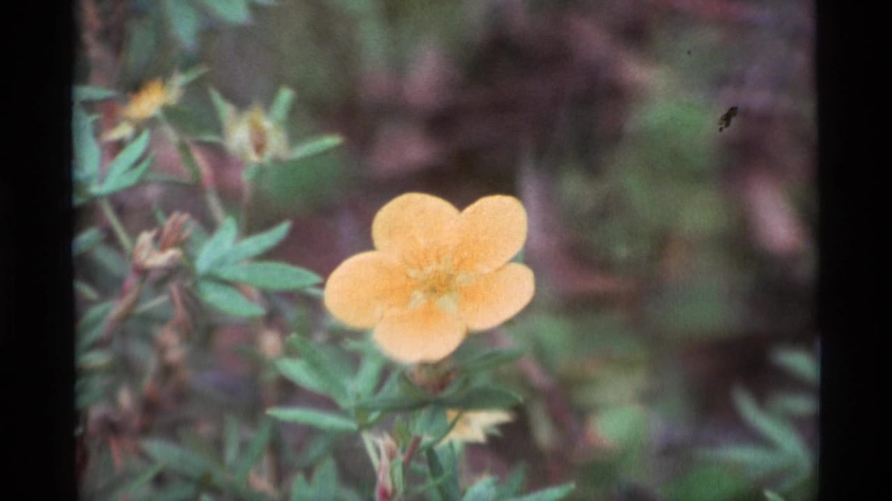 Small yellow flower among green leaves against a soft natural background.