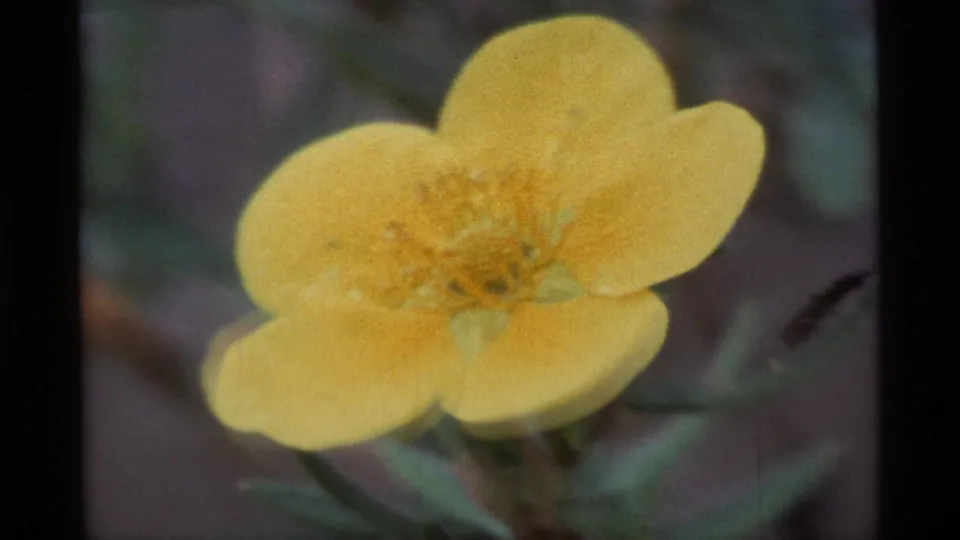 1977 Alaska 8mm close-up of a yellow flower with rounded petals, filmed against blurred outdoor foliage.