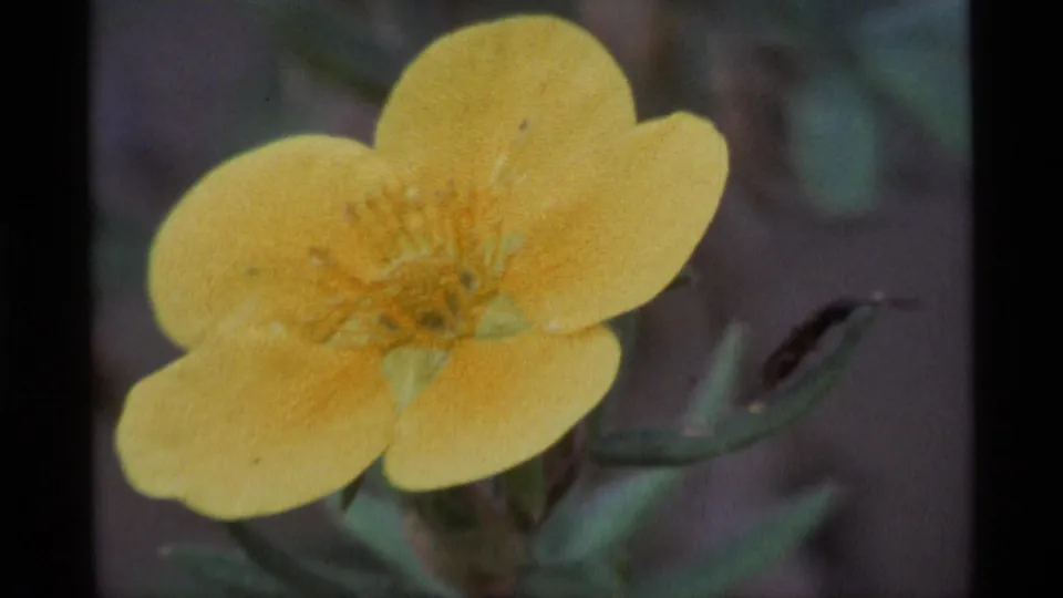 1977 Alaska 8mm frame with a large yellow flower, green leaves, and a soft-focus background in natural light.