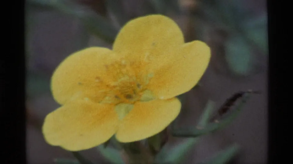 1977 Alaska 8mm closing frame of a yellow flower in close-up, with leaves and muted outdoor background tones.