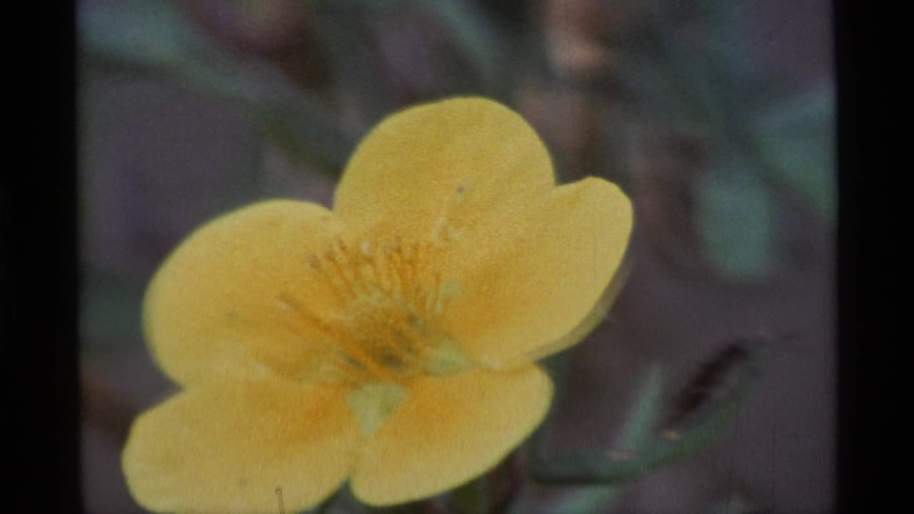1977 Alaska 8mm frame showing a soft close-up of a yellow wildflower against blurred green foliage.