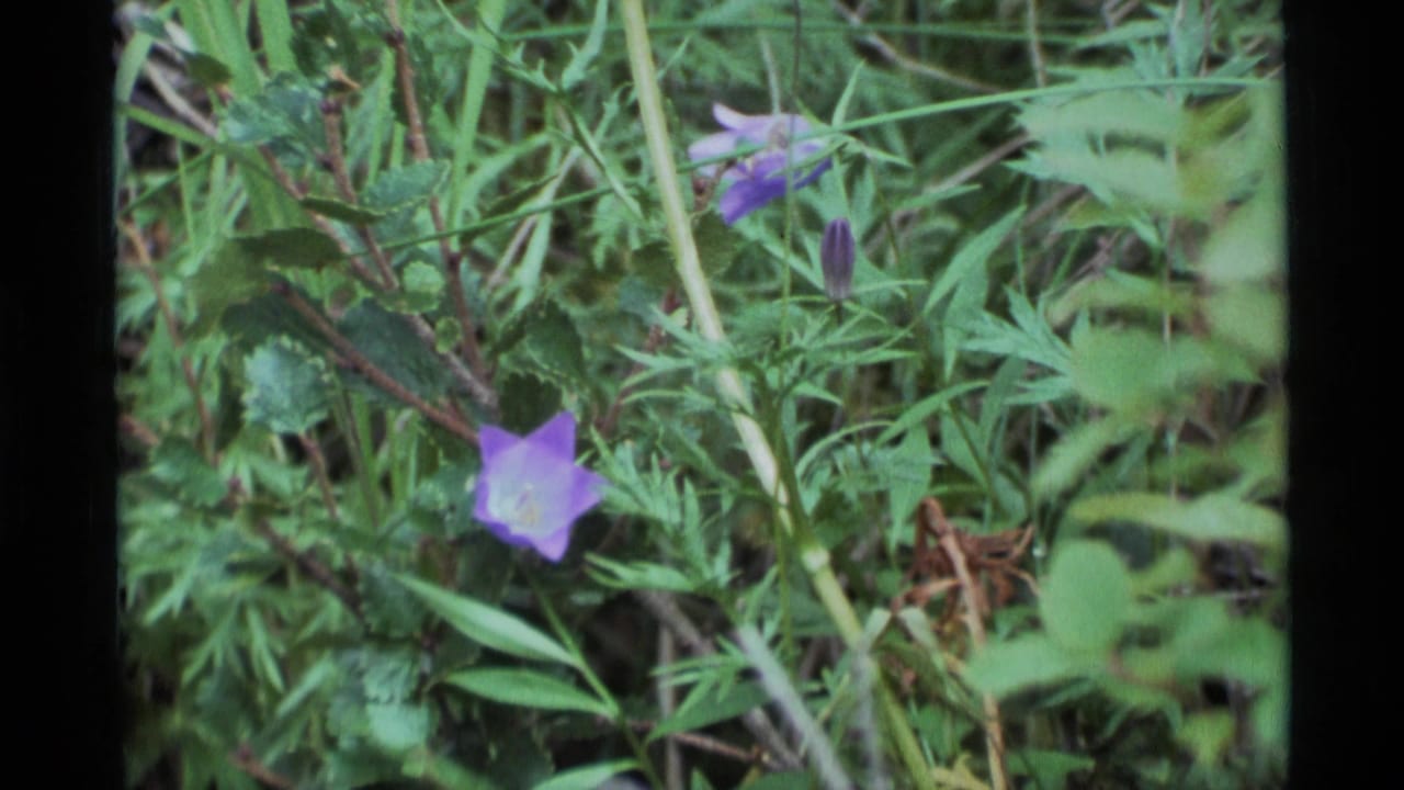 Purple bell-shaped flower among green leaves, grasses, and thin stems.