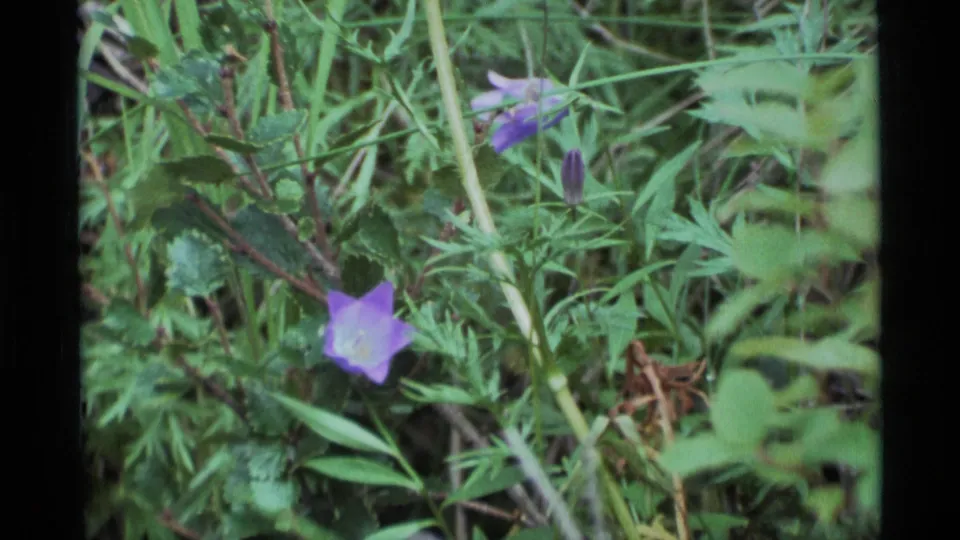 1977 Alaska 8mm frame of a purple bell-shaped wildflower set among dense green leaves and grasses.