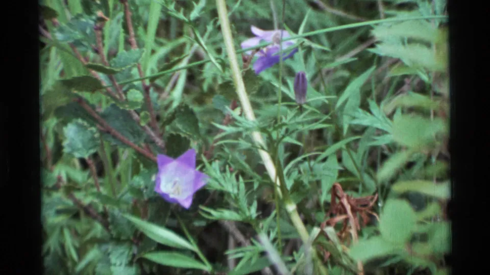 1977 Alaska 8mm frame showing a purple flower, nearby bud, and dense green plant growth.