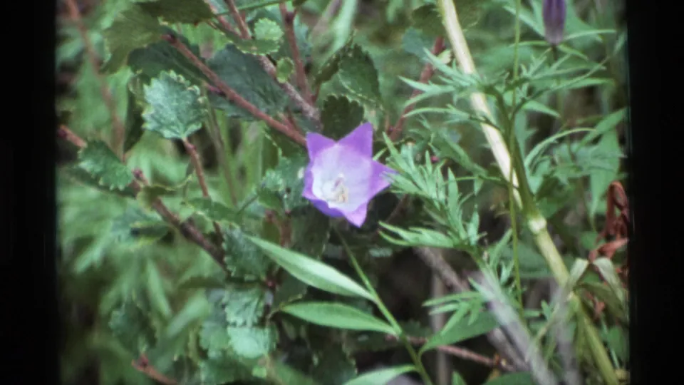 1977 Alaska 8mm frame with a closer view of a purple bell-shaped wildflower in green ground vegetation.