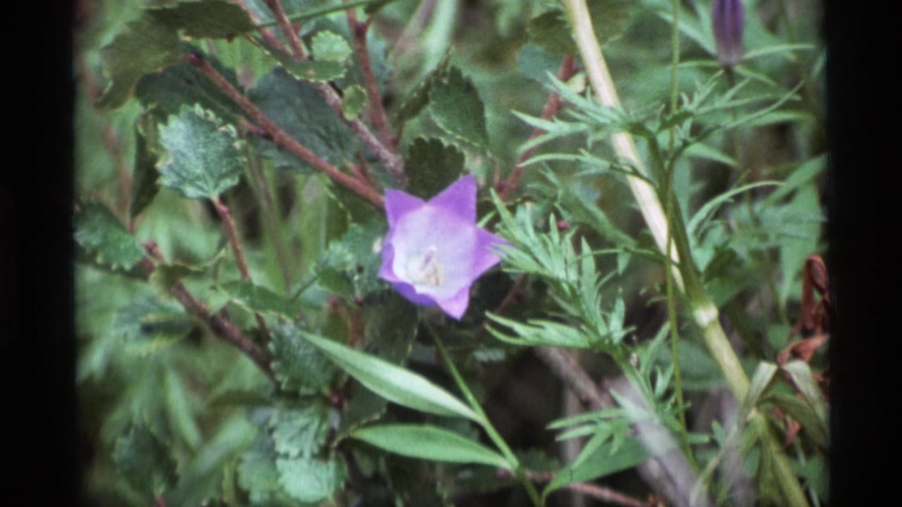 1977 Alaska 8mm frame showing a small purple five-point wildflower set in green foliage with soft focus.