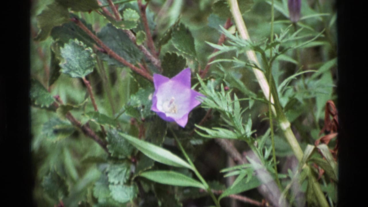 1977 Alaska 8mm view of a purple wildflower surrounded by leaves, stems, and softly blurred greenery.