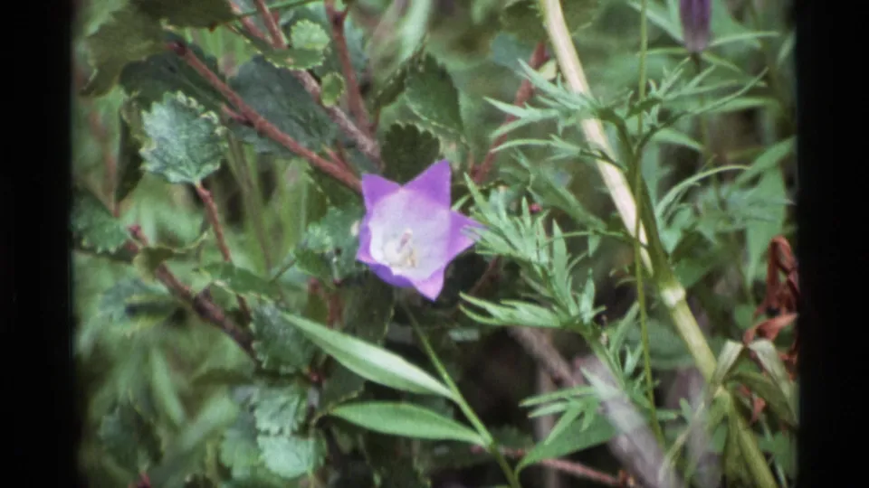 1977 Alaska 8mm view of a purple wildflower surrounded by leaves, stems, and softly blurred greenery.