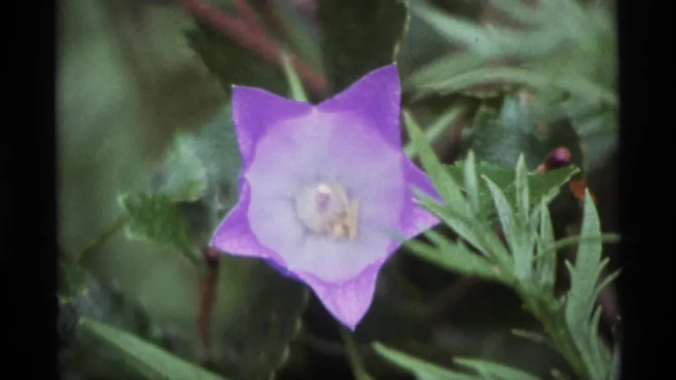 1977 Alaska 8mm close-up of a purple bell-shaped wildflower, with pale center and surrounding green leaves.